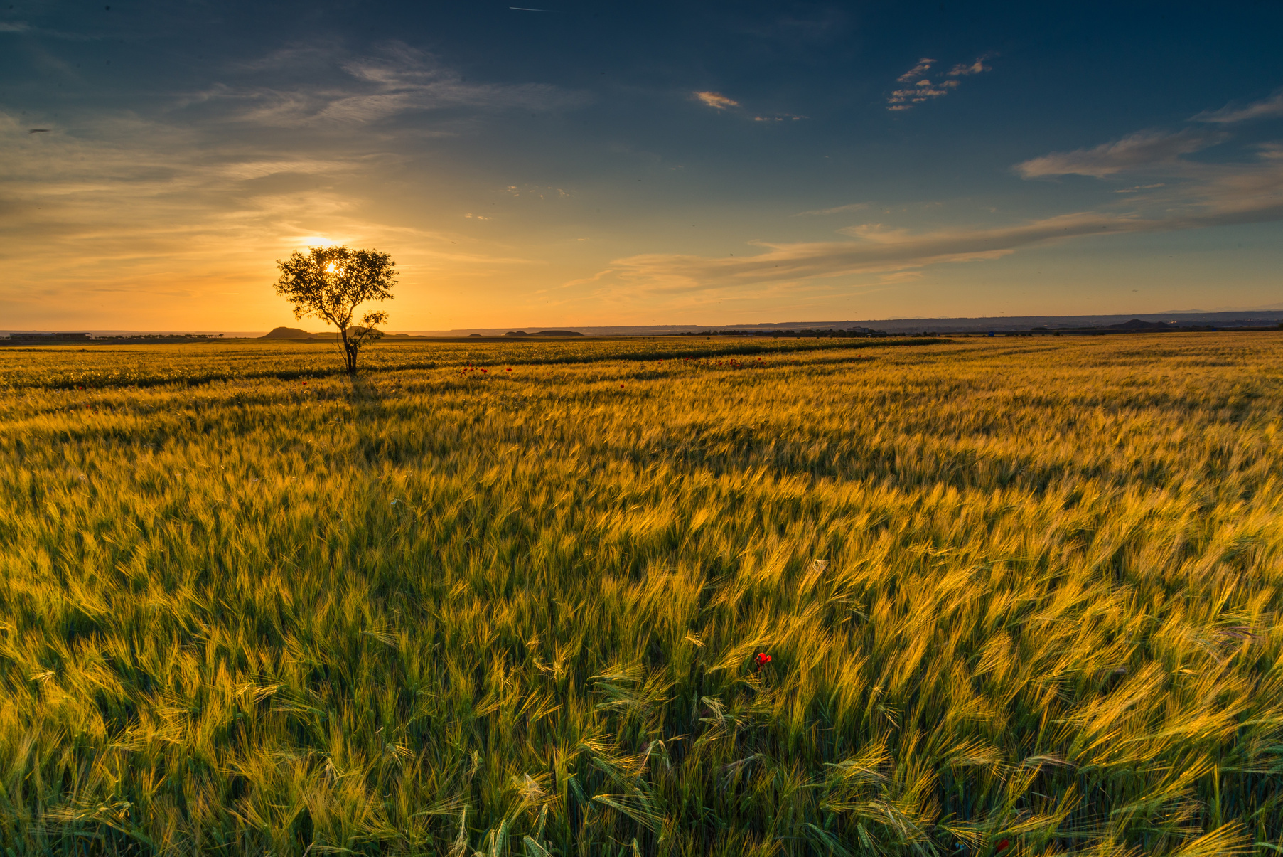 Nature Field Landscape